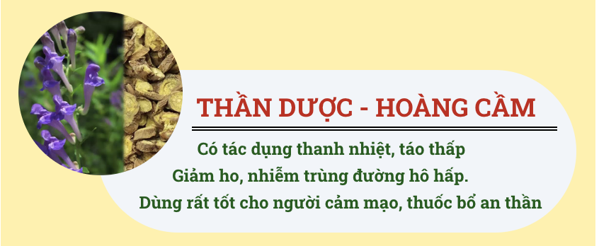 hoàng cầm có trong pqa hen suyễn