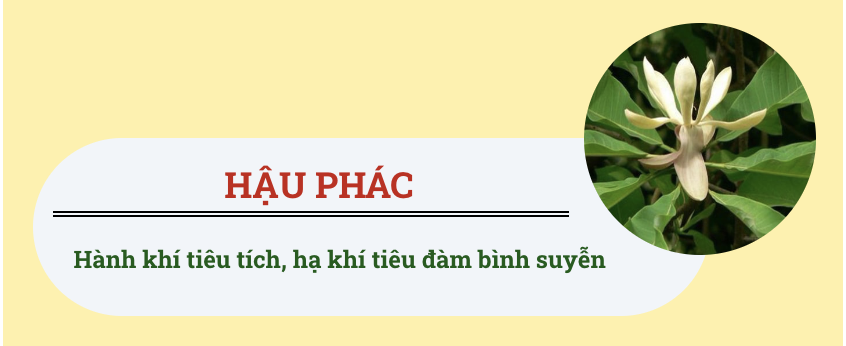 hậu phác có trong pqa hen suyễn