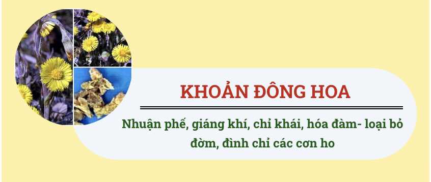 khoản đông hoa có trong pqa hen suyễn